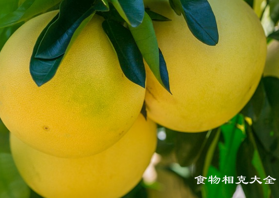 柚子的营养价值