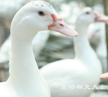 白鸭的营养价值