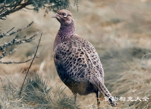 山鸡的营养价值