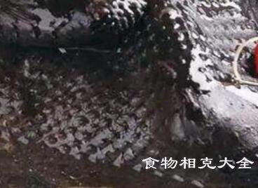 乌鸡的营养价值