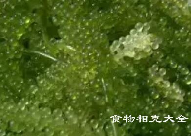 海葡萄的营养价值