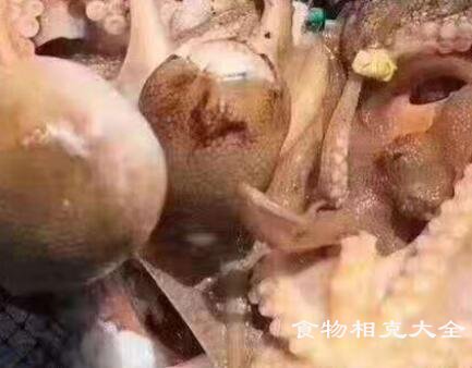 真蛸的营养价值