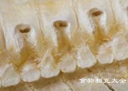 鲨鱼骨的营养价值
