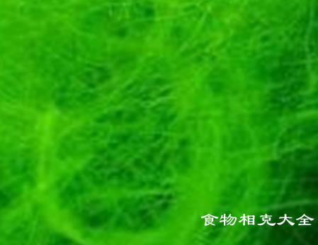 软丝藻的营养价值