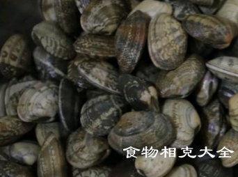 秋蛤蜊的营养价值 秋蛤蜊的营养价值