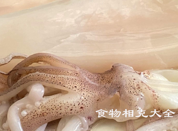 乌贼的营养价值
