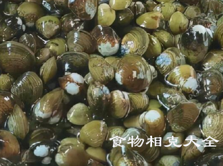 河蚬的营养价值