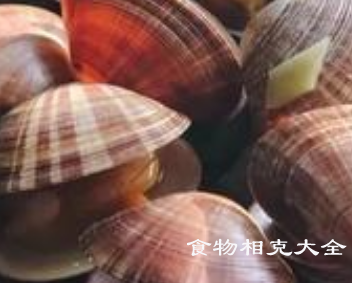 文蛤的营养价值