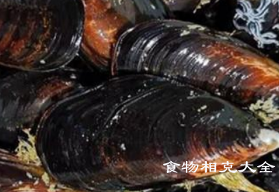 海虹的营养价值