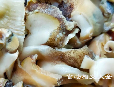 海螺的营养价值
