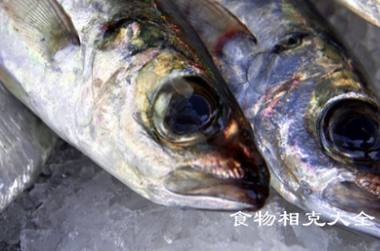 沙丁鱼的营养价值