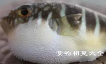 鲃鱼的营养价值