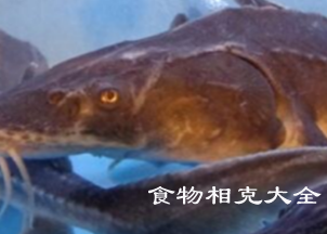 中华鲟（养殖）的营养价值