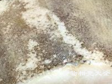 鸦片鱼的营养价值