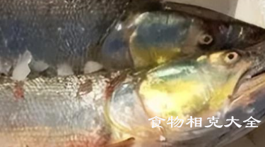 鳡鱼的营养价值