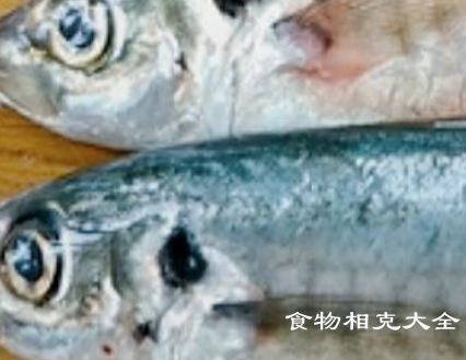 竹荚鱼的营养价值