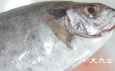象鱼的营养价值