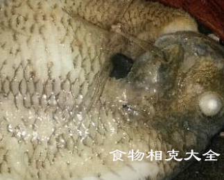 太阳鱼的营养价值