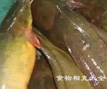 塘鲺的营养价值
