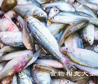 柳叶鱼的营养价值