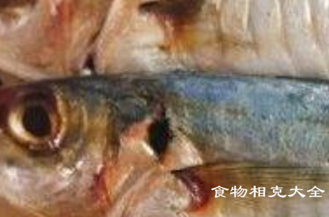 鯷鱼的营养价值