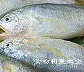 狮头鱼的营养价值 狮头鱼的营养价值