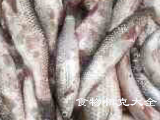 蛇鲻的营养价值 蛇鲻的营养价值