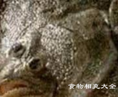 多宝鱼的营养价值