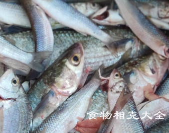 乌头鱼的营养价值