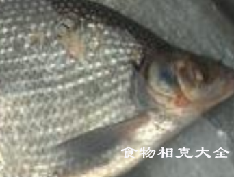 鳊鱼的营养价值