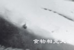 鲨鱼的营养价值
