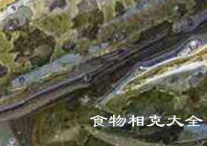 黑鱼的营养价值