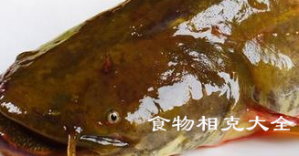 鲶鱼的营养价值