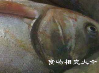 鲢鱼的营养价值