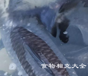 青鱼的营养价值