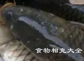 鲤鱼的营养价值