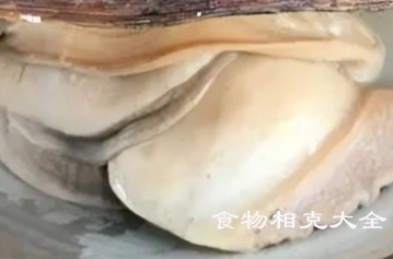 河蚌的营养价值