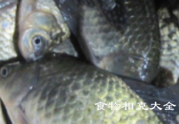 鲫鱼的营养价值