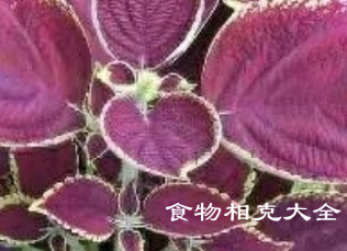 汗证的病人能吃紫苏叶吗？