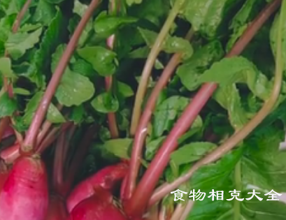 带下病的病人能吃萝卜缨吗? 带下病的病人能吃萝卜缨吗?